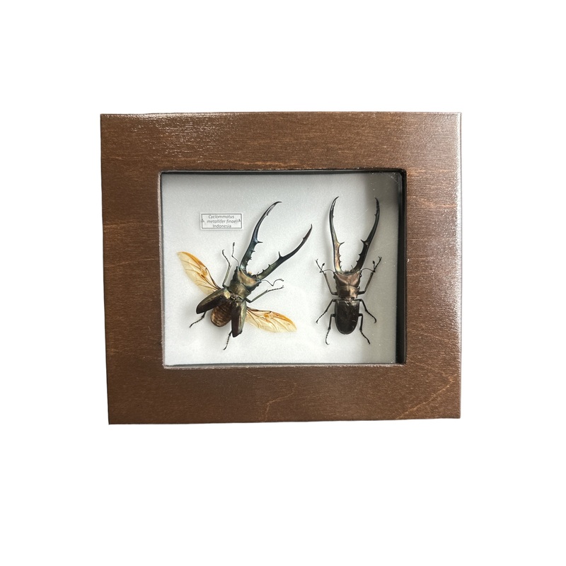 Metallic Stag Beetle x2 (Cyclomnatus metallifer finae) – 4×5″ Frame