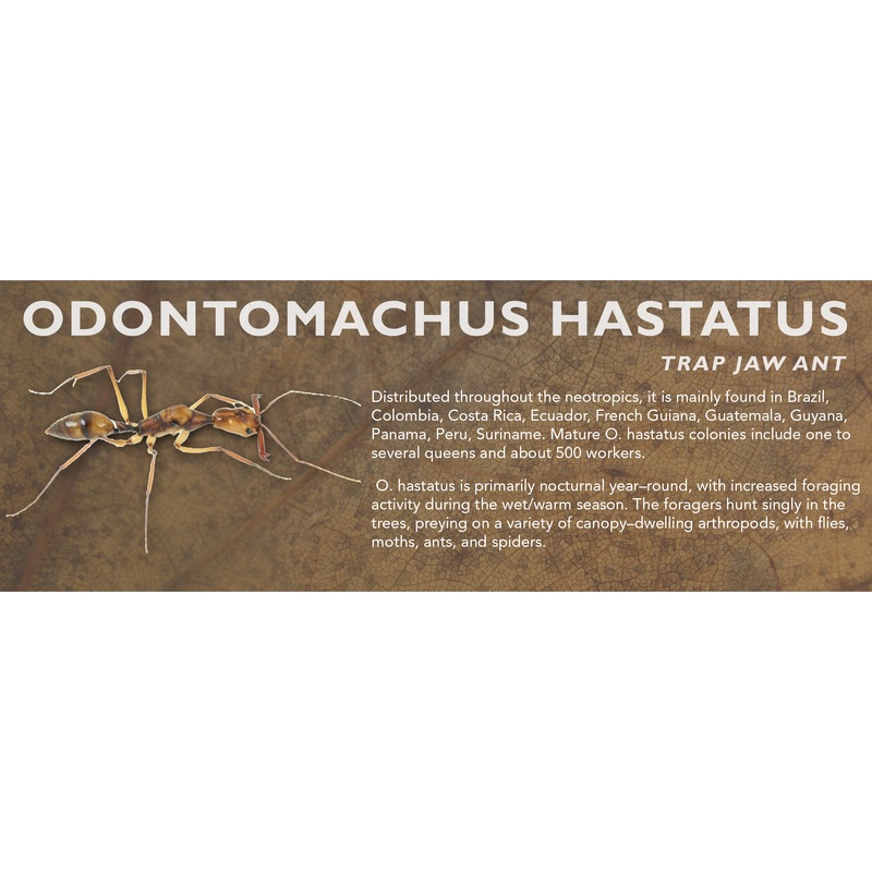 Odontomachus hastatus – Trap Jaw Ant Label Standard Size 7″ x 2.5″