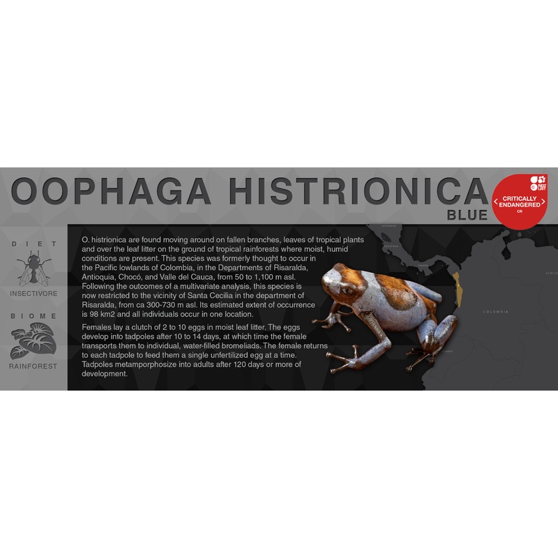 Oophaga histrionica “Blue” – Black Series Vivarium Label Black