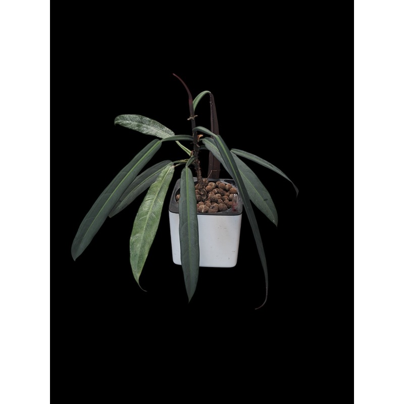 Philodendron bicolor in white cube Leuchuza pot