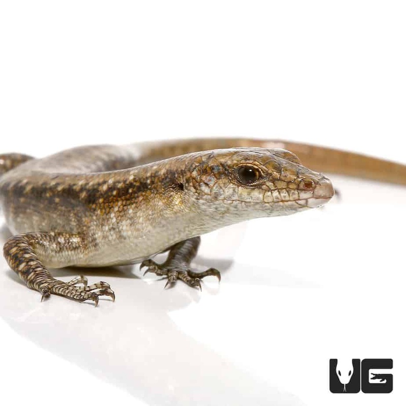 Reef Skinks for sale