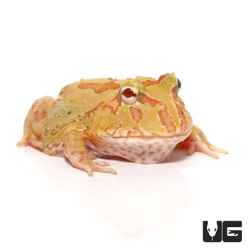 4 Spot Patternless Albino Pacman Frogs For Sale
