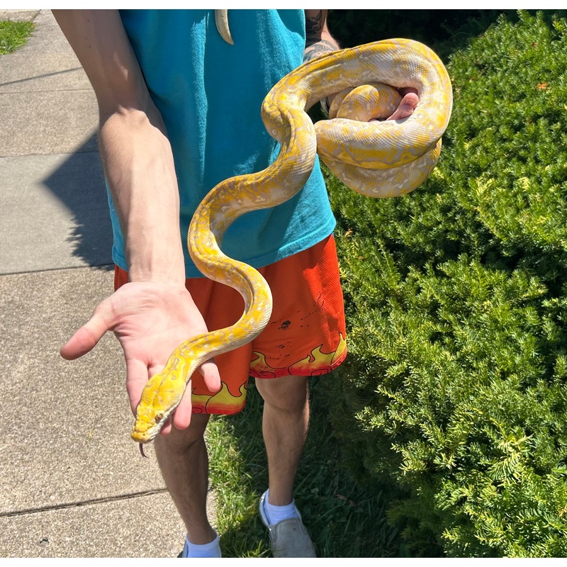 43% Kalatoa/7% Jampea Albino Dwarf Reticulated Python (Female)