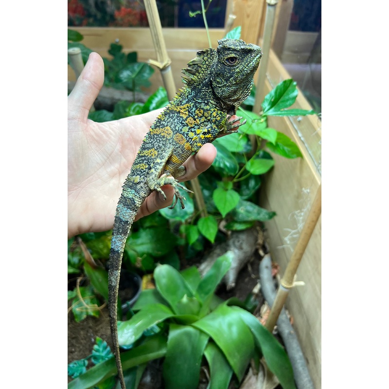 Adult Blue-Eyed Crested Dragon (2)