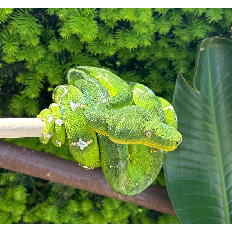 Adult Emerald Tree Boa (Female 3)
