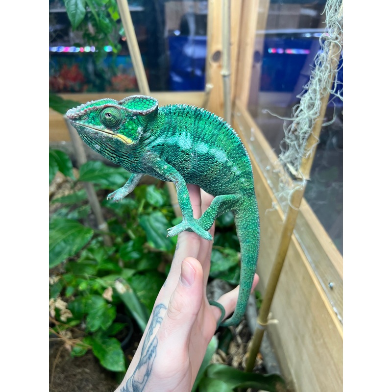 Adult Nosy-Be Panther Chameleon (Male)