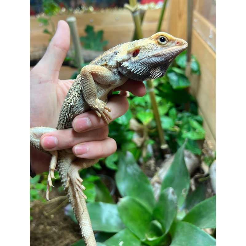 Adult Paradox Bearded Dragon (Male 2)