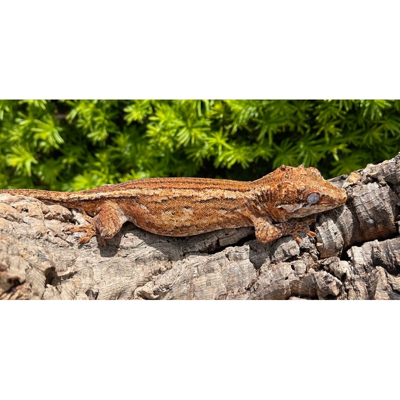 Adult Red Stripe Gargoyle Gecko (Female)