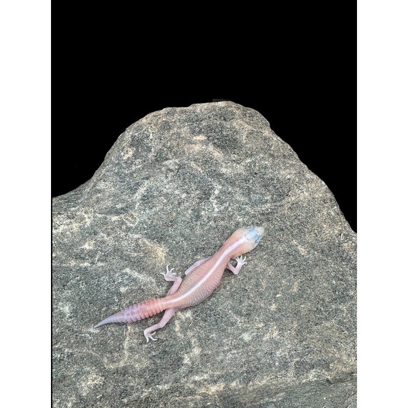 African Fat Tail Gecko (Striped Patternless Zulu Ghost Poss Oreo)