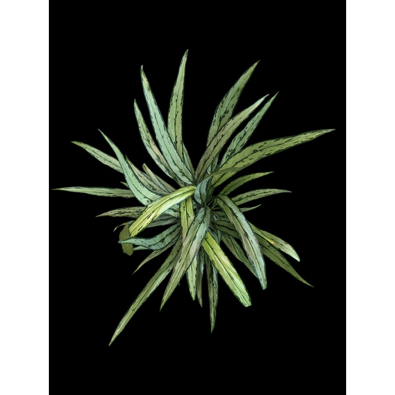 Aglaonema cutlass 6″ pot