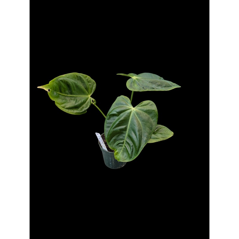 Anthurium villenaorum x A. recavum