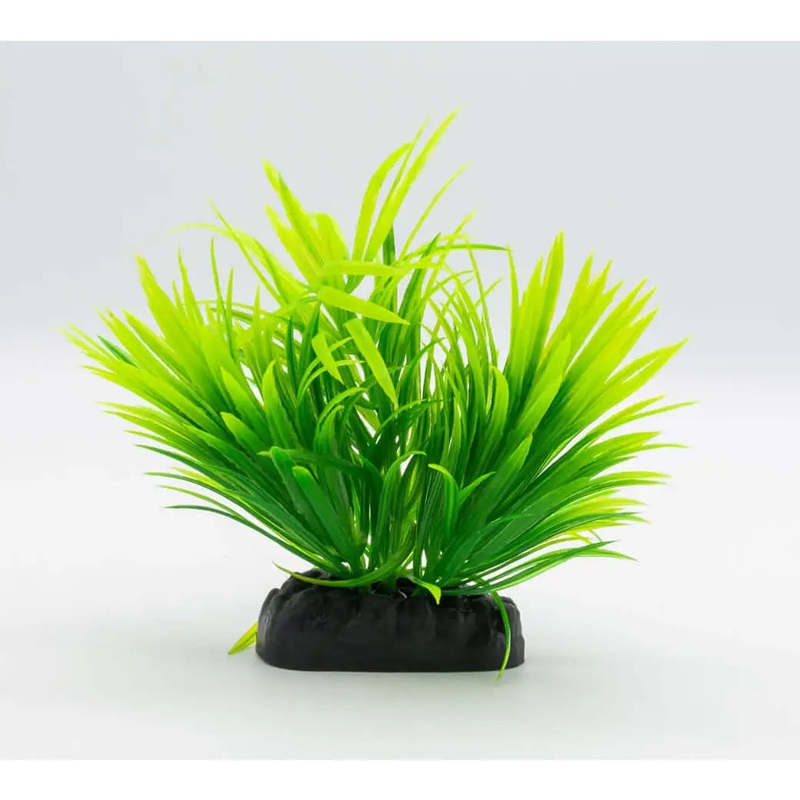 AquaSpectra Helanthium Plant 10cm Green