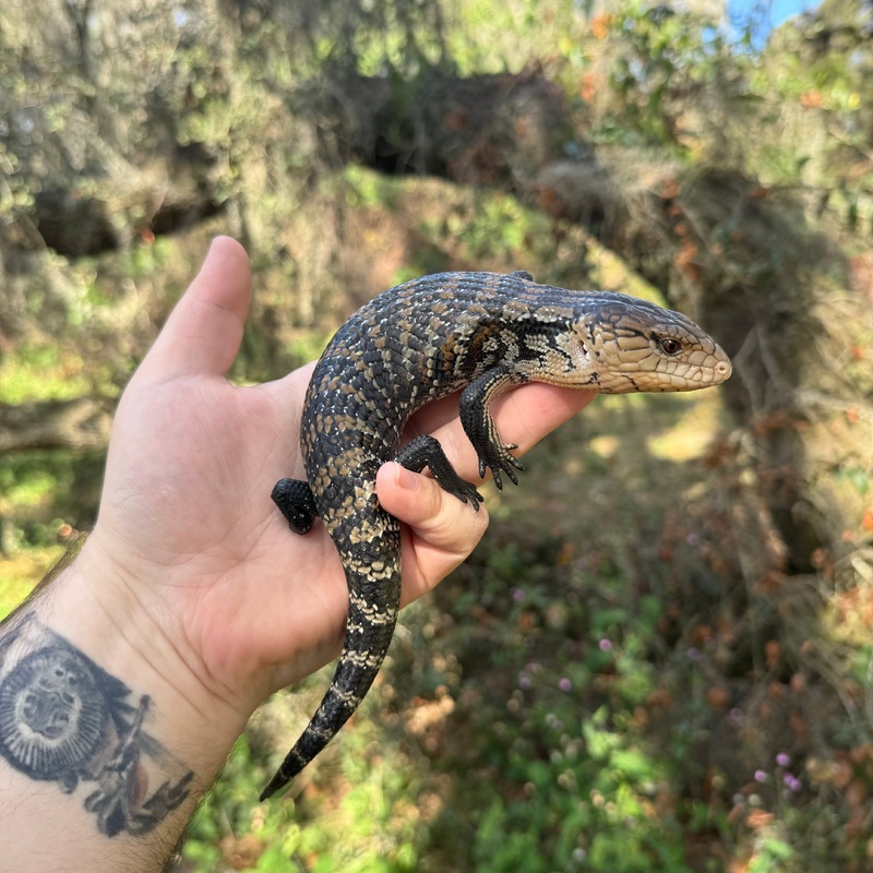 Aru Blue Tongue Skink
