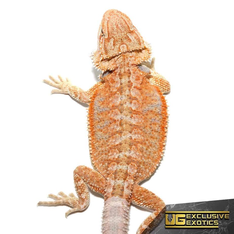 Baby Hypo Summer Stripe Bearded Dragons For Sale