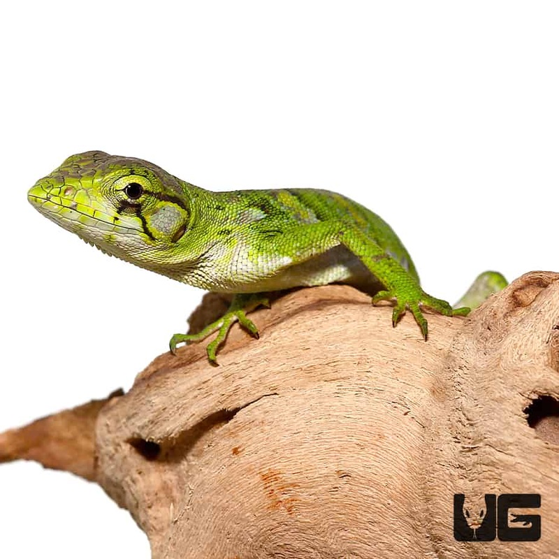 Baby Monkey Anole For Sale