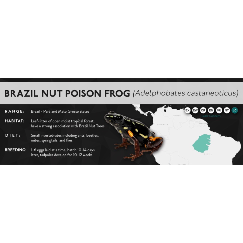 Brazil Nut Poison Frog (Adelphobates castaneoticus) – X Label Laminated Paper