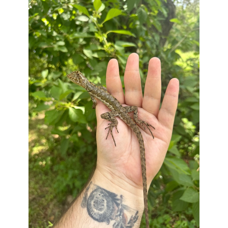 Brown Tree Climber
