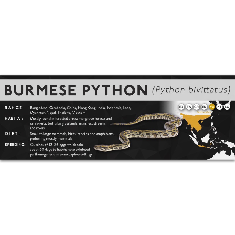 Burmese Python (Python bivittatus) – X Label Normal Laminated Paper