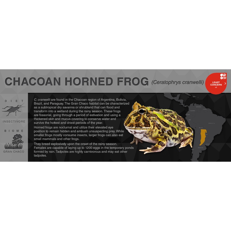 Chacoan Horned Frog (Ceratophrys cranwelli) – Black Series Vivarium Label Black