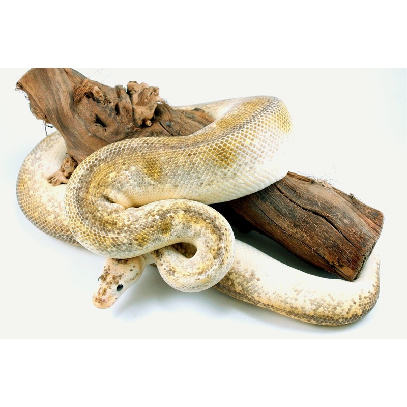 Champagne Pewter Ball Python