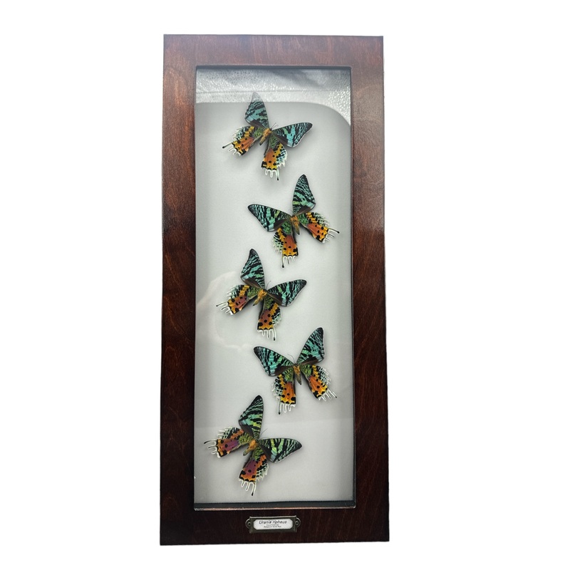 Madagascan Sunset Moth – Female Underside x 5 (Urania ripheus) – 6×19″ Frame