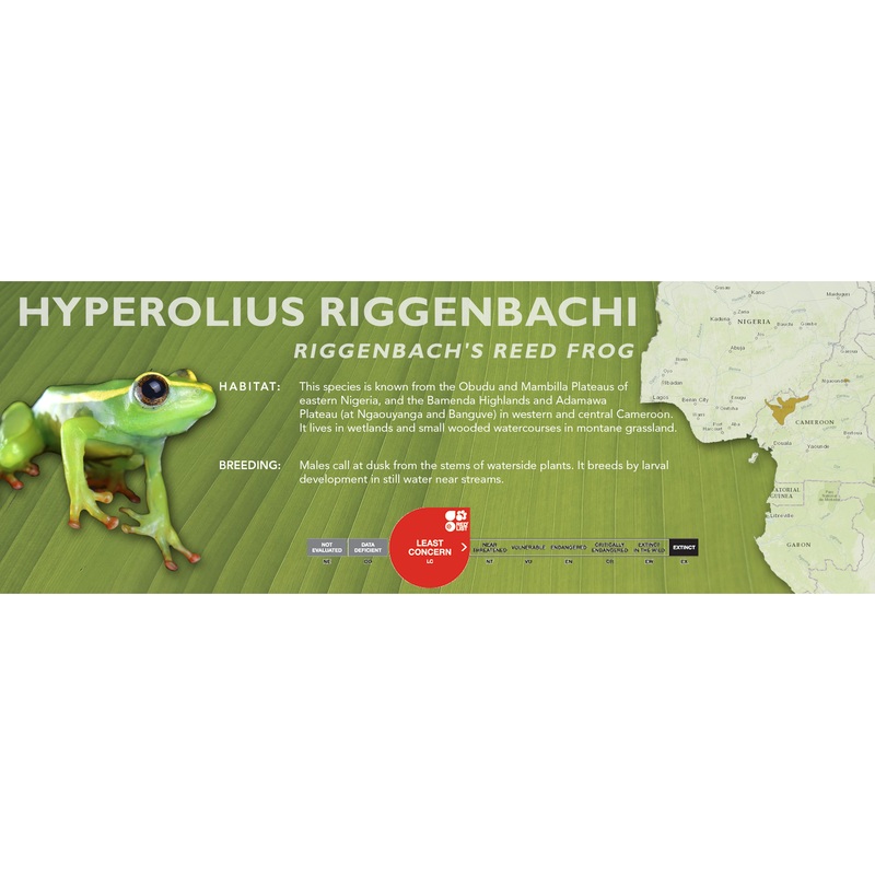Riggenbach’s Reed Frog (Hyperolius riggenbachi) – Classic Vivarium Label