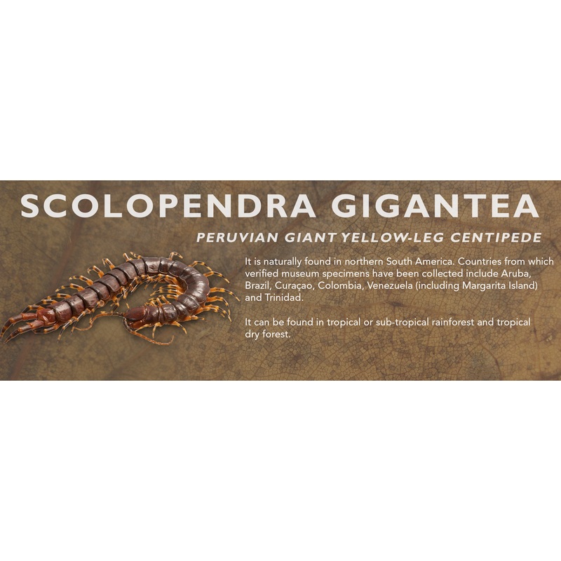 Scolopendra gigantea – Peruvian Giant Yellow-Leg Centipede Label Standard Size 7″ x 2.5″