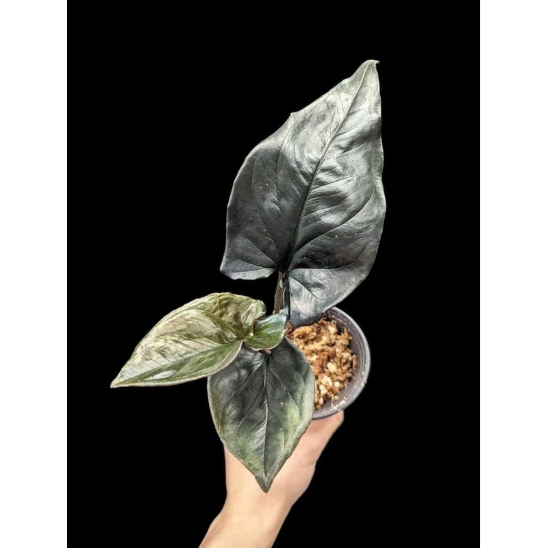 Syngonium Red Arrow 4″