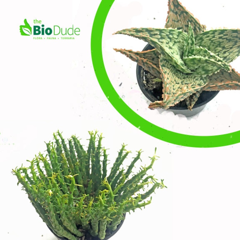 Terra Sahara Basic Plant Kit 10 gallon