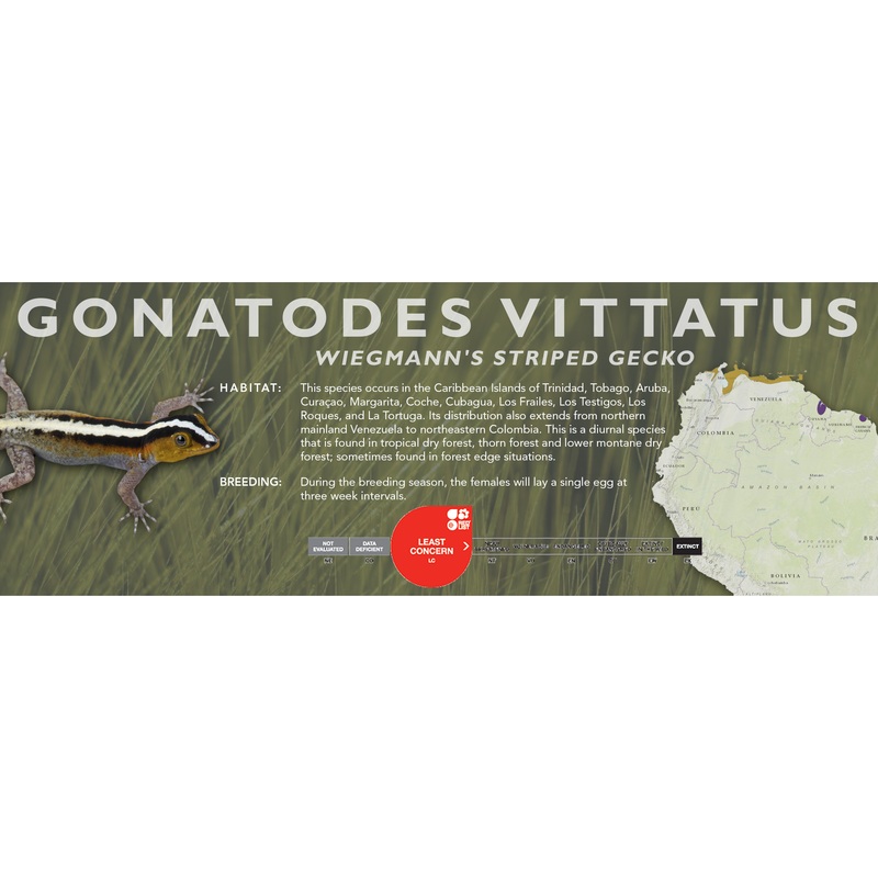 Wiegmann’s Striped Gecko (Gonatodes vittatus) Classic Vivarium Label