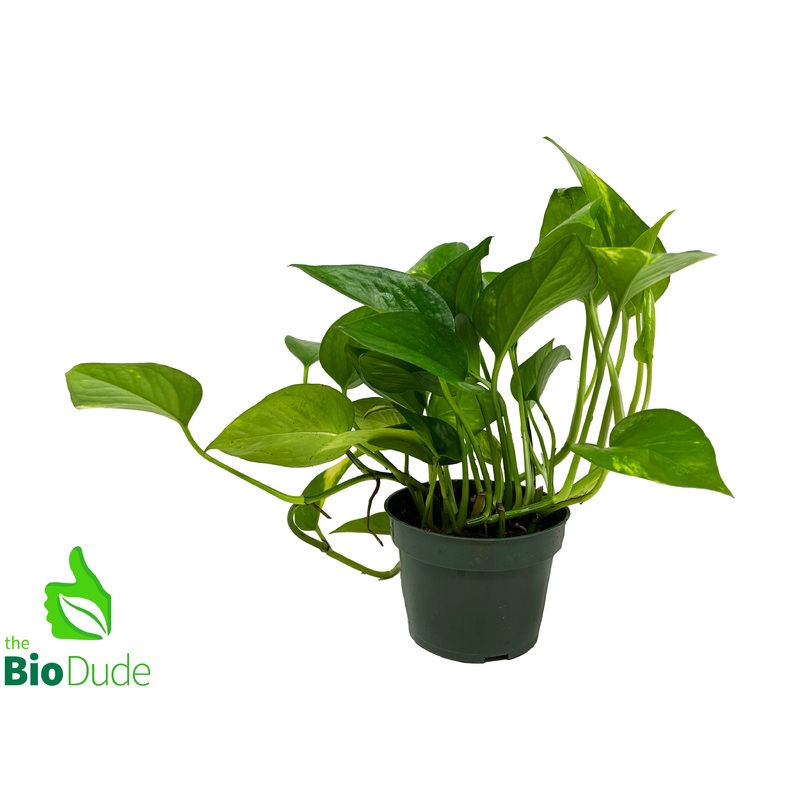 4″ Pot Pothos Golden