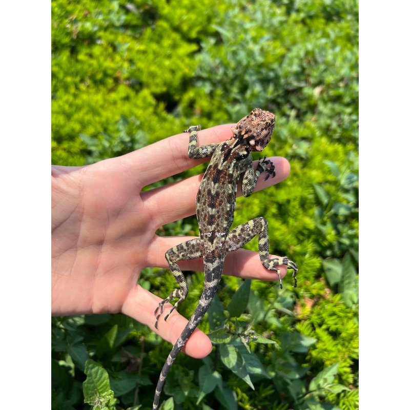 Adult Collared Tree Lizard