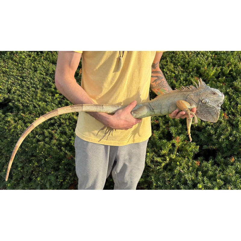 Adult Green Iguana (Male)