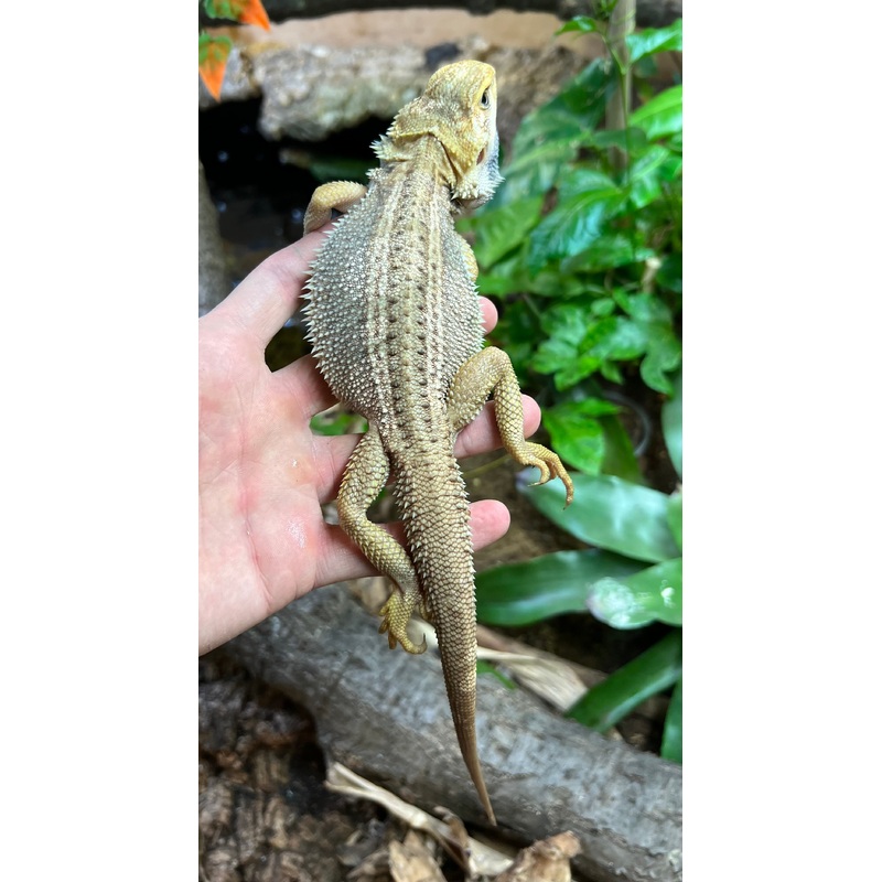 Adult Paradox Bearded Dragon (Female 1)