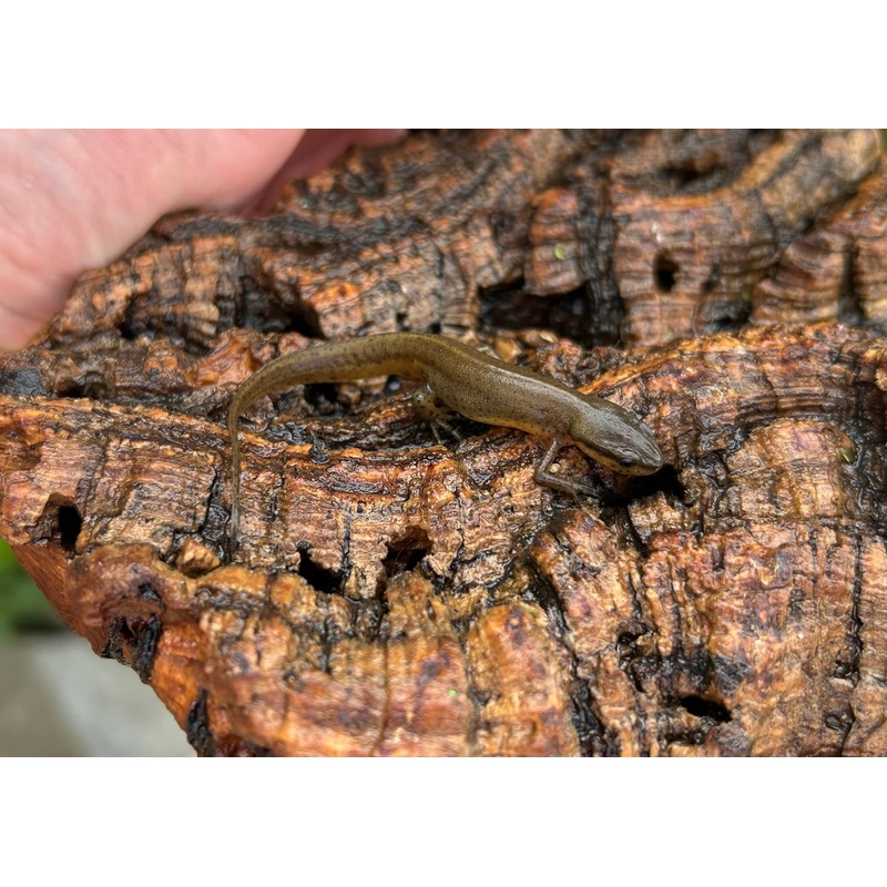 Adult Peninsula Newt Male