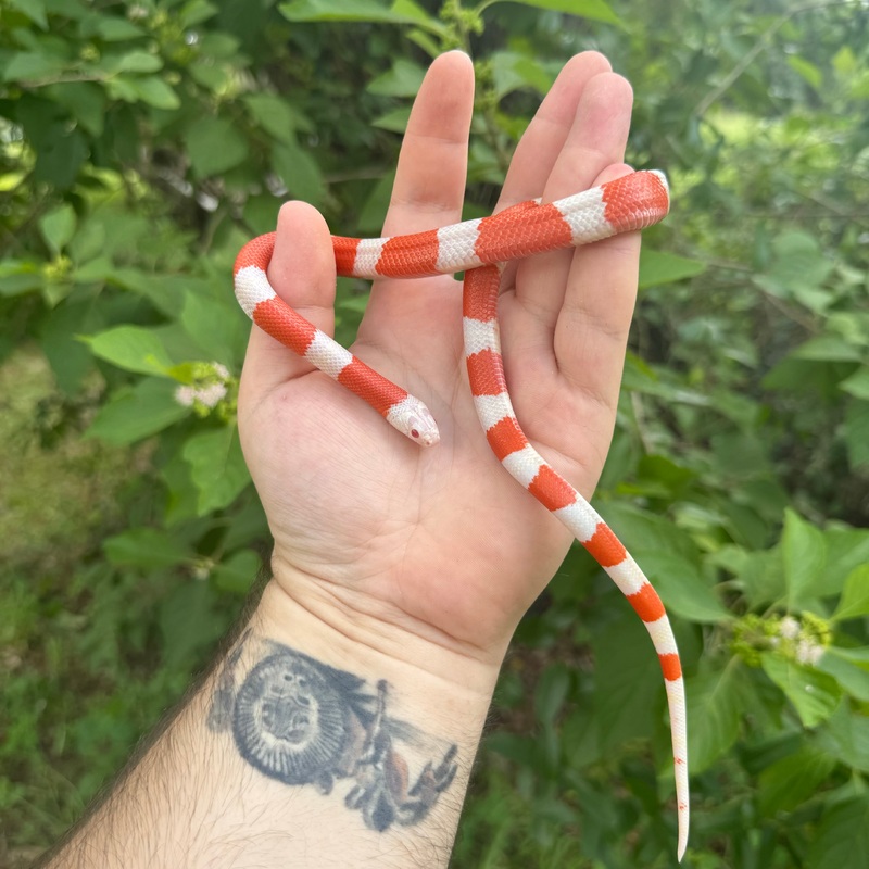 Albino Honduran Milksnake Male