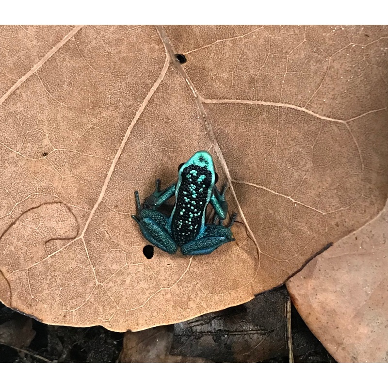 Ameerega bassleri Blue/Chrome Green