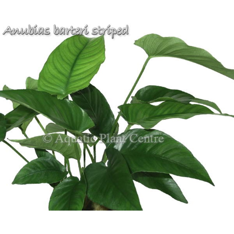 Anubias barteri v Striped
