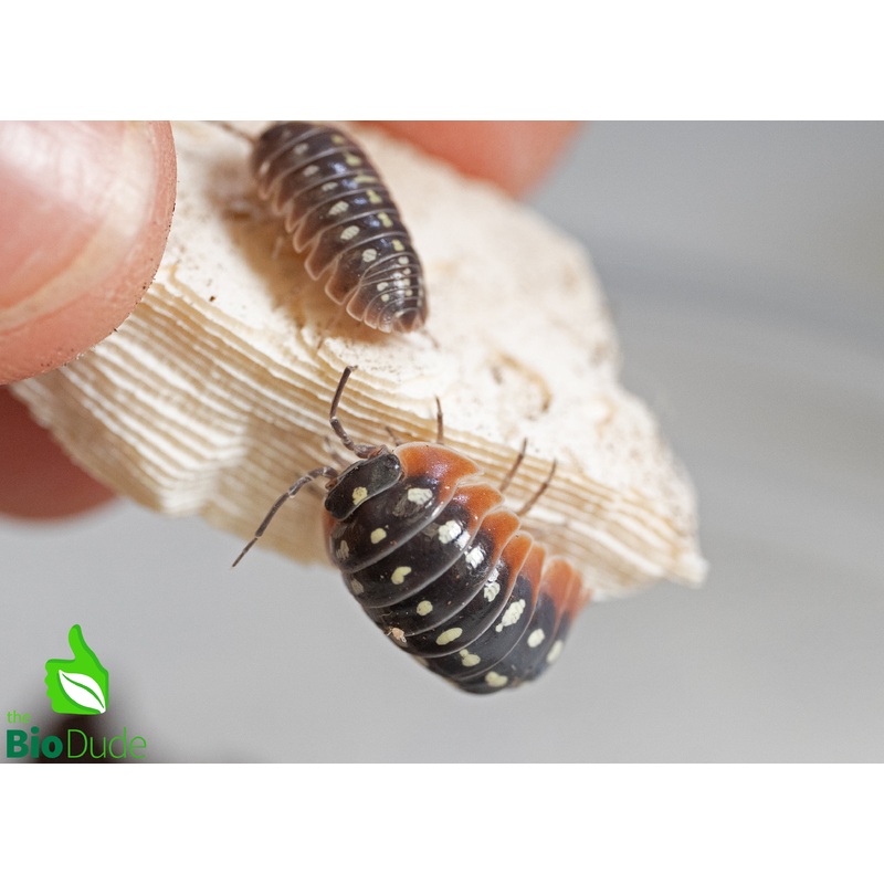 Armadillidium klugii “Montenegro/Clown” Isopods FREE SHIPPING 10 Count