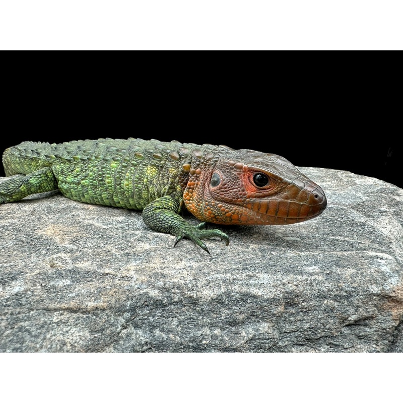 Caiman Lizard