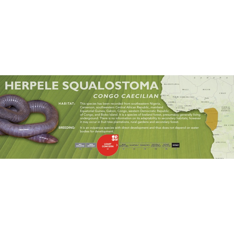 Congo Caecilian (Herpele squalostoma) – Classic Vivarium Label