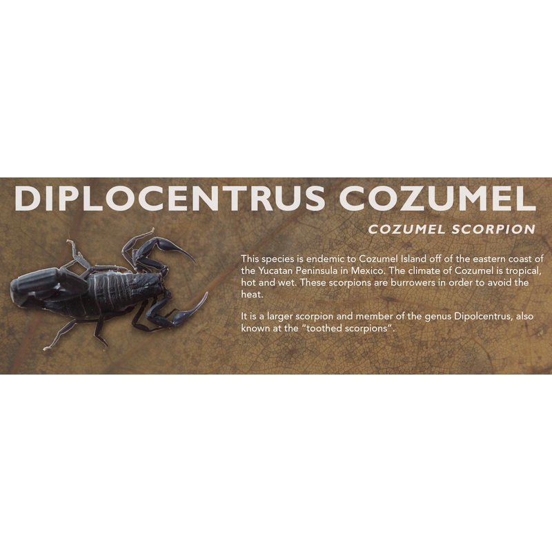 Diplocentrus cozumel – Cozumel Scorpion Label Standard Size 7″ x 2.5″