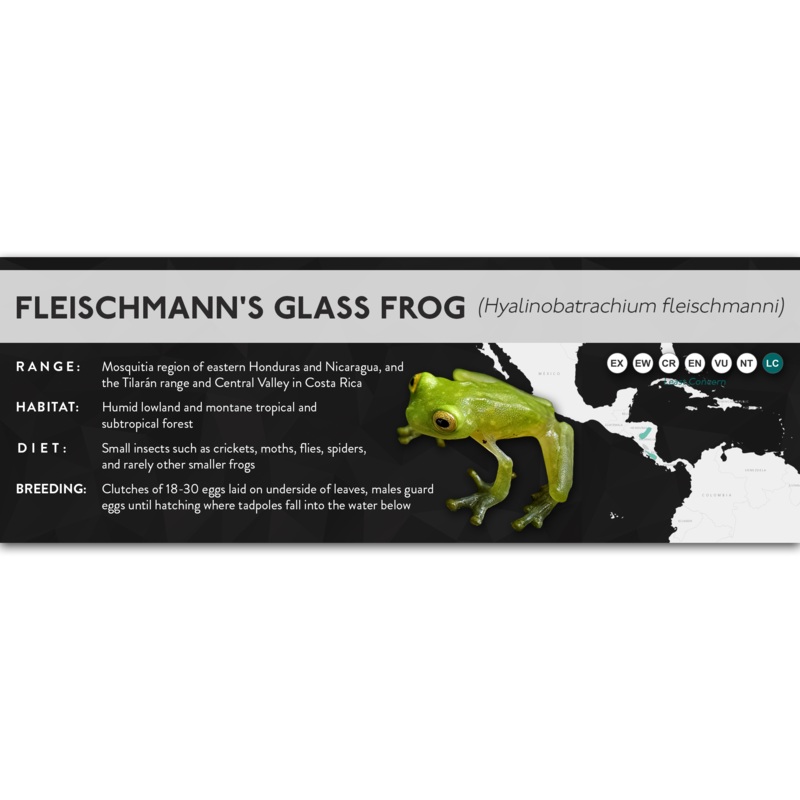 Fleischmann’s Glass Frog (Hyalinobatrachium fleischmanni) – X Label Laminated Paper