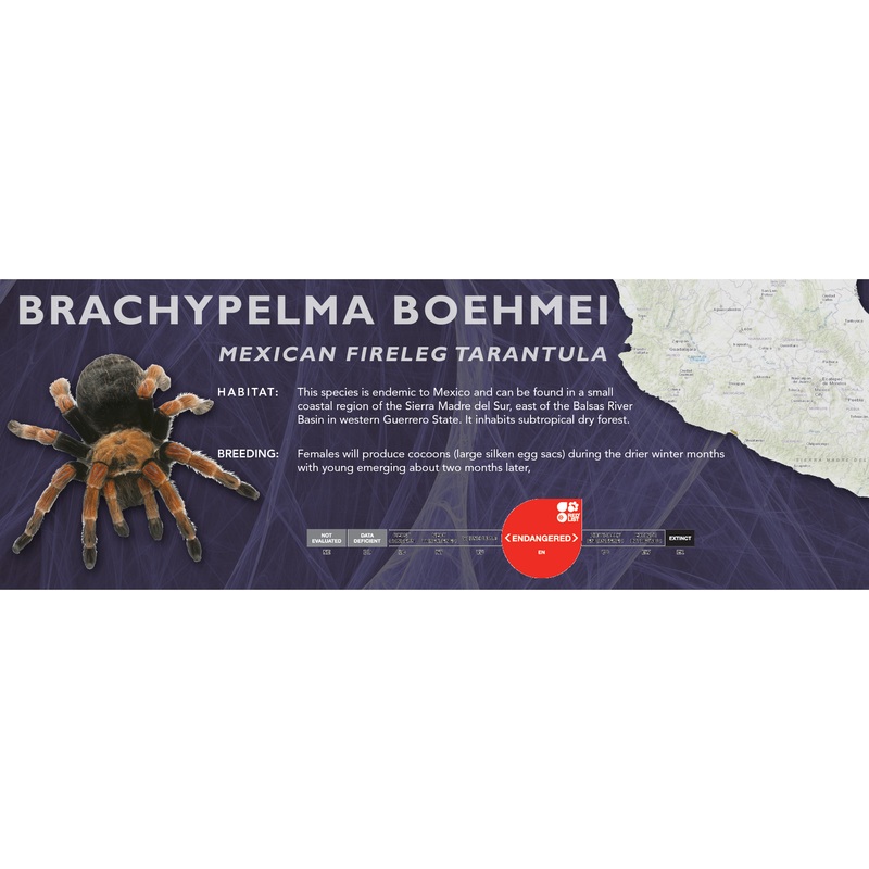 Mexican Fireleg Tarantula (Brachypelma boehmei) – Classic Vivarium Label