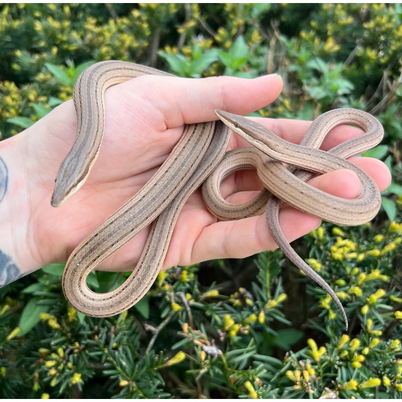 New Guinea Legless Lizard