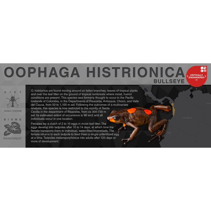 Oophaga histrionica “Bullseye” – Black Series Vivarium Label Black
