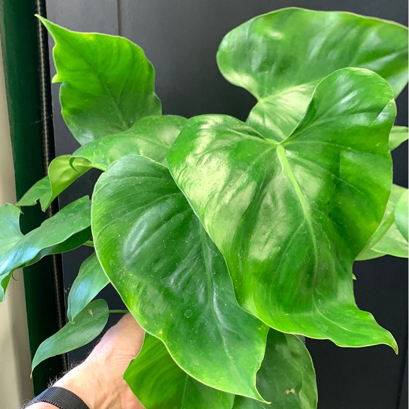 Philodendron giganteum 4″ Pot