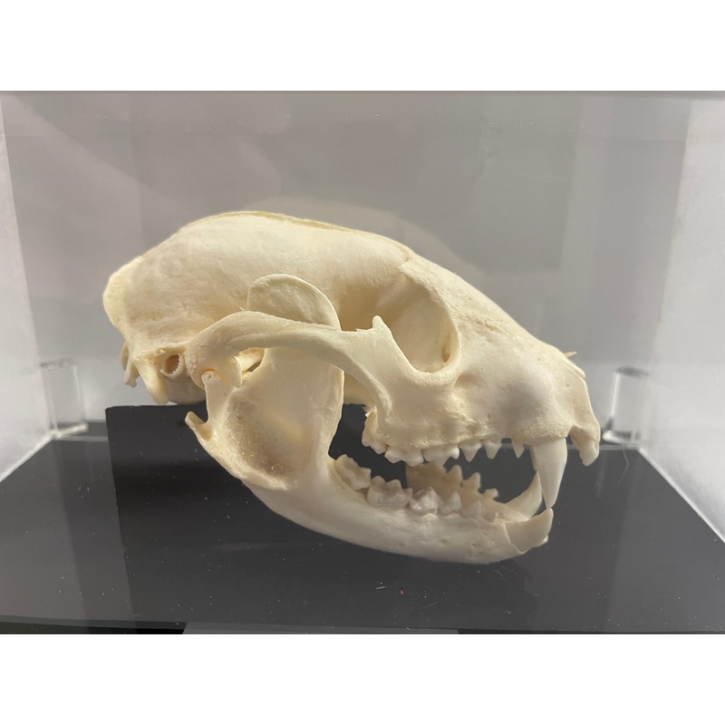 Raccoon Skull