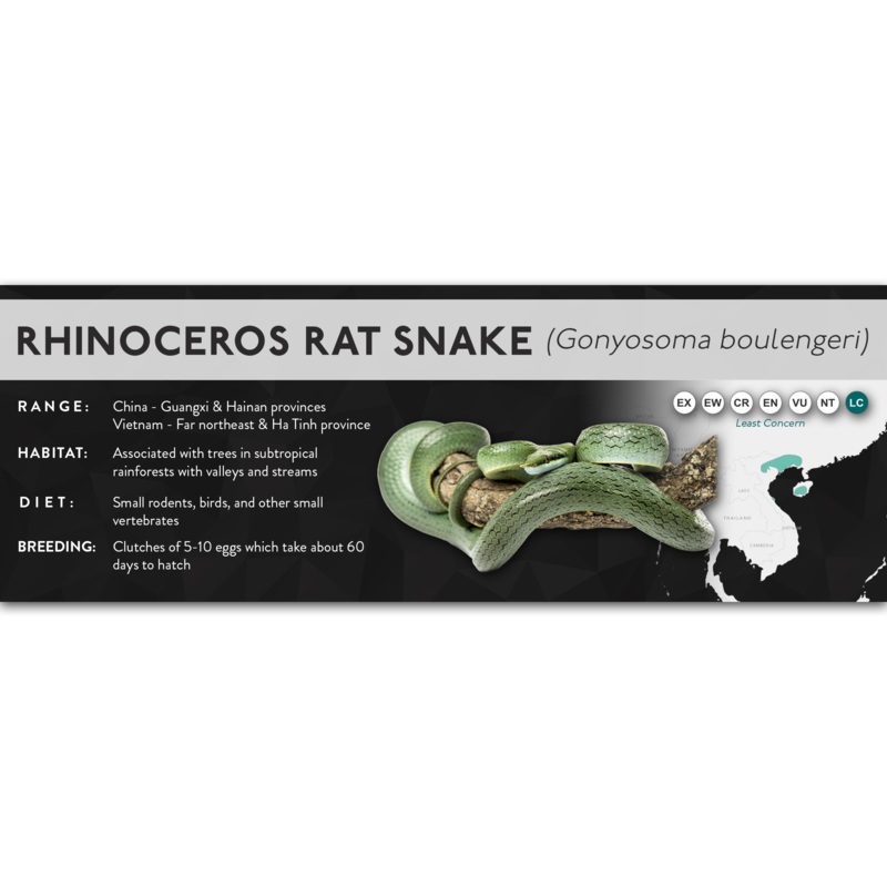 Rhinoceros Rat Snake (Gonyosoma boulengeri) – X Label Laminated Paper