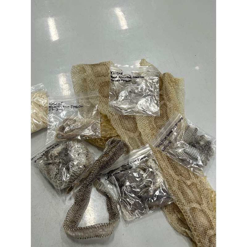 Snake Shed Mystery Box